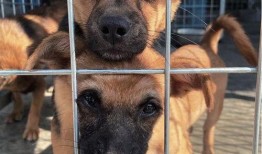 娱乐吃瓜酱中狗妈,娱乐吃瓜酱中的明星宠妈故事