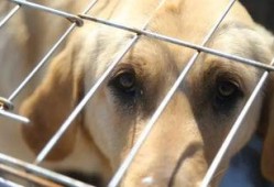 娱乐吃瓜酱中狗妈,娱乐吃瓜酱中的明星宠妈故事